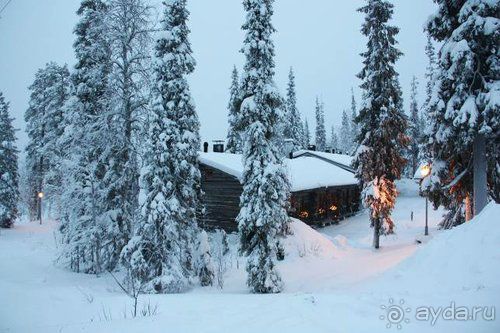 Олени, хаски и Полярный круг