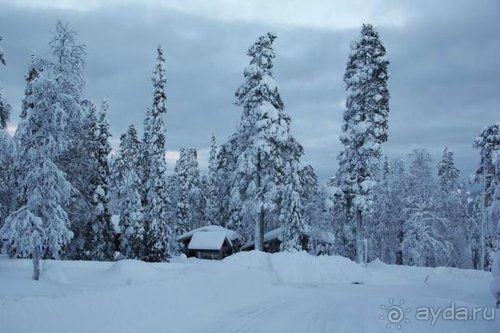 Олени, хаски и Полярный круг