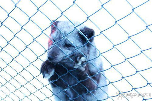 Олени, хаски и Полярный круг