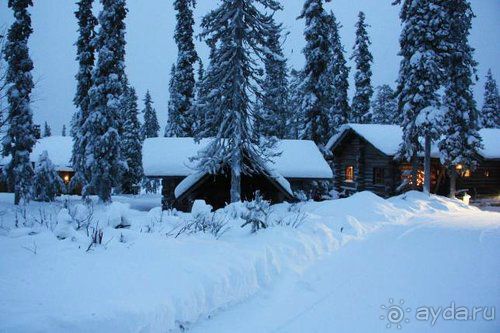 Олени, хаски и Полярный круг