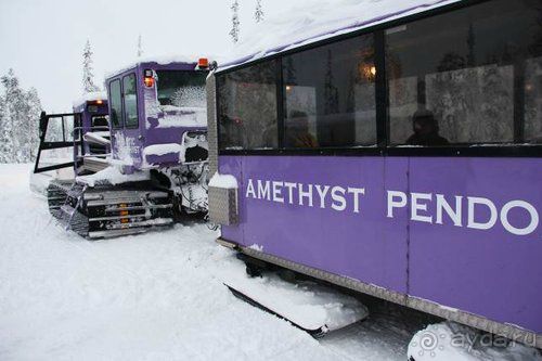 Олени, хаски и Полярный круг