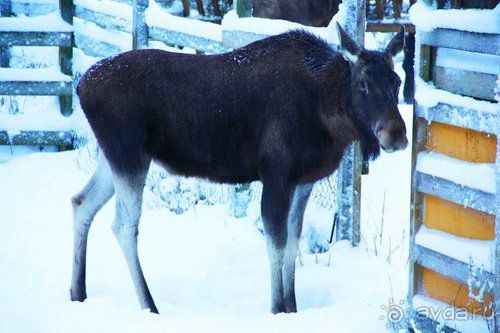 Олени, хаски и Полярный круг