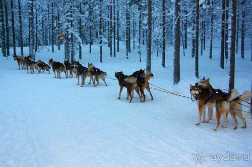 Олени, хаски и Полярный круг