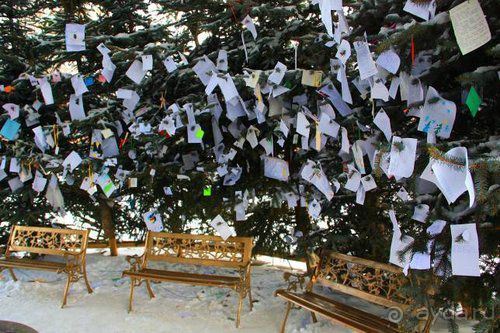 Олени, хаски и Полярный круг