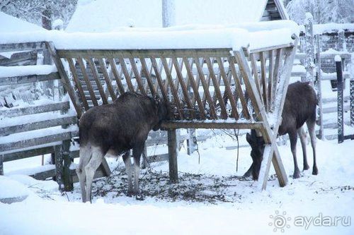 Олени, хаски и Полярный круг