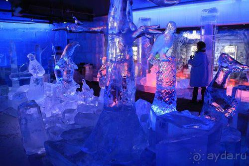 Олени, хаски и Полярный круг