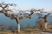 Вдоль Черного моря с заходом в День Дурака, часть 2.