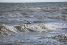 Море  Одессы