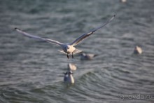 Море  Одессы