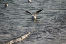 Море  Одессы