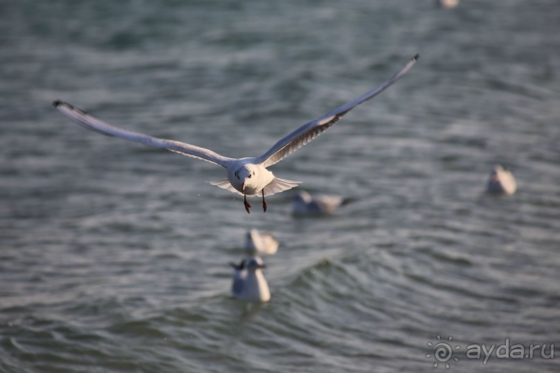 Море  Одессы