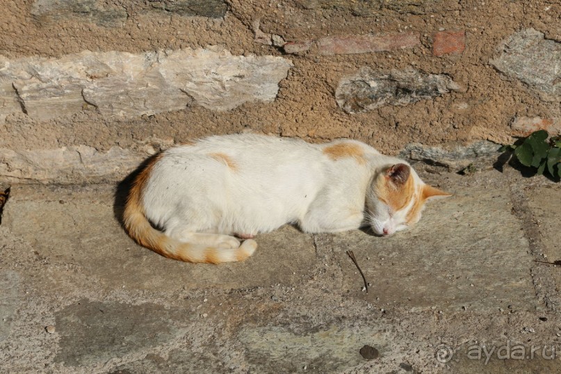 фото Zozas Rooms