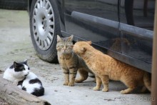 Котэссы