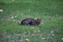 Котэссы