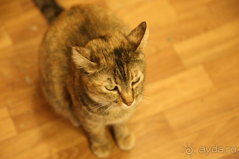 Котэссы