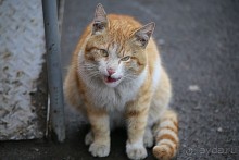 Котэссы