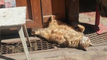 Котэссы