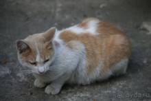 Котэссы