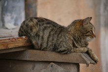 Котэссы