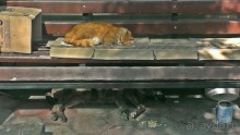 Котэссы