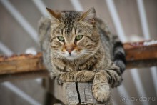 Котэссы