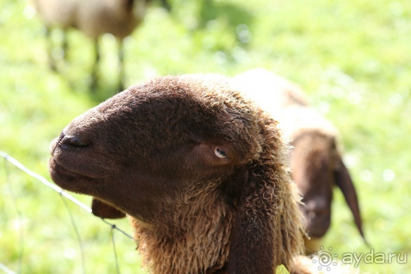 фото Partenkirchner Hof