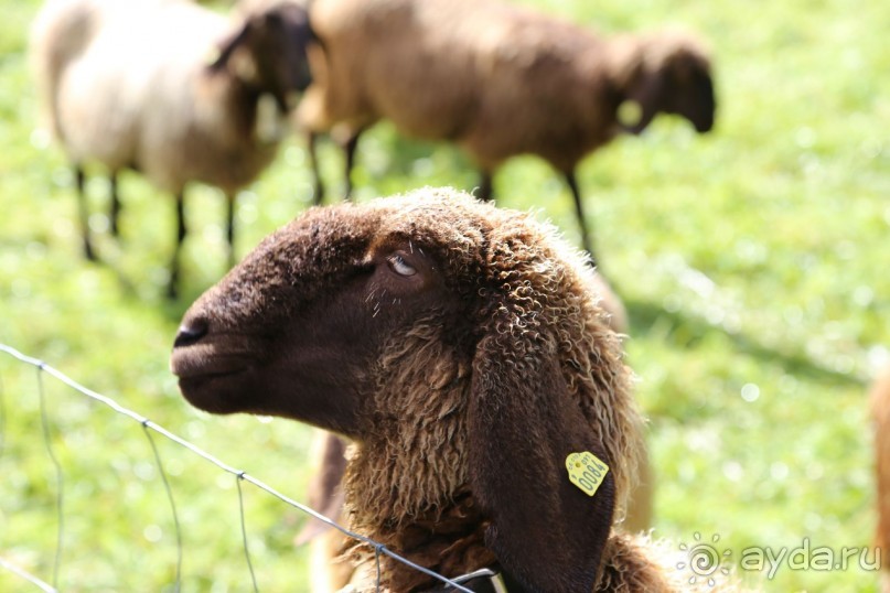 фото Partenkirchner Hof