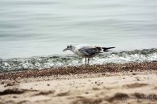 Альбом отзыва "Прогулки возле Донецка — 2"