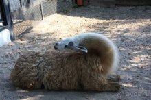 Прогулки возле Донецка — 2