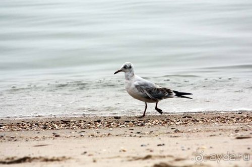 Прогулки возле Донецка — 2