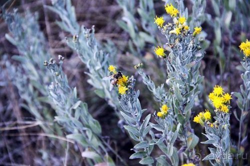 Прогулки возле Донецка — 2