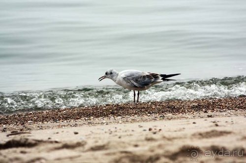 Прогулки возле Донецка — 2