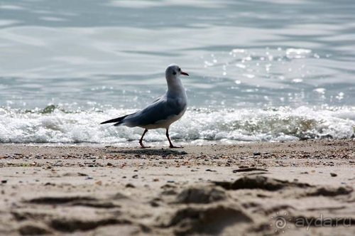 Прогулки возле Донецка — 2