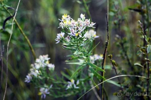 Прогулки возле Донецка — 2