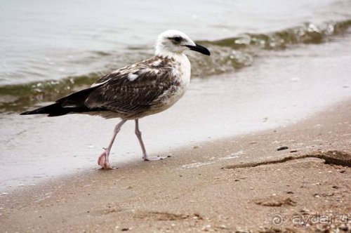 Прогулки возле Донецка — 2