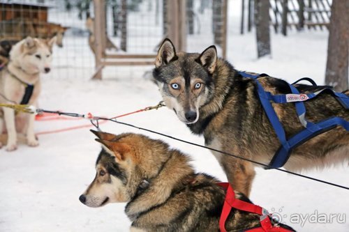 Семнадцать мгновений зимы в Суоми