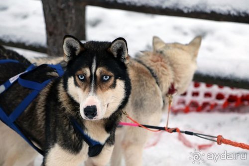 Семнадцать мгновений зимы в Суоми