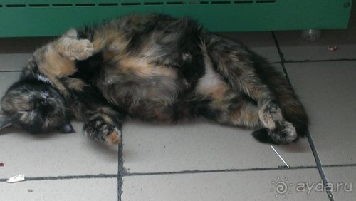 Записки эмигранта. Переезд в Одессу из Горловки (Донецкая область)