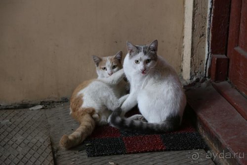 Записки эмигранта. Переезд в Одессу из Горловки (Донецкая область)