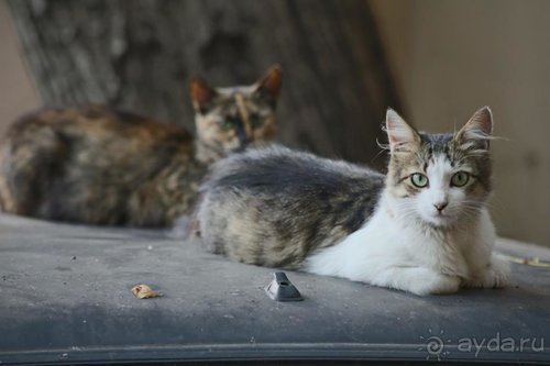Записки эмигранта. Переезд в Одессу из Горловки (Донецкая область)