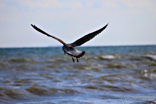 Записки эмигранта. Переезд в Одессу из Горловки (Донецкая область)