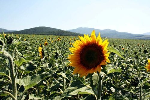 Из румын в греки