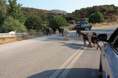 Из румын в греки