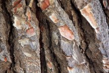 Из румын в греки