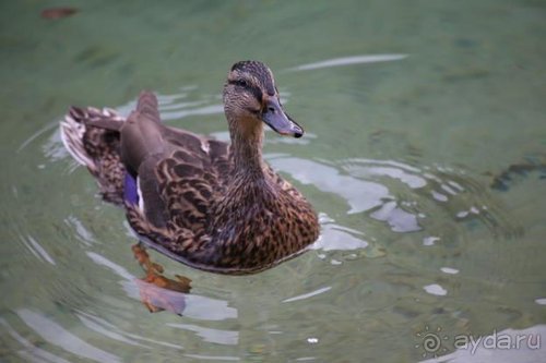 По пояс в небе: путешествие через 16 городов Австрии и Германии