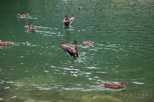 Альбом отзыва "По пояс в небе: путешествие через 16 городов Австрии и Германии"