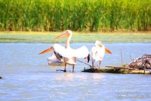 Хождение за пять морей