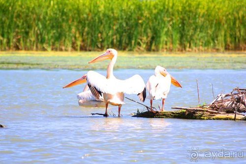 Хождение за пять морей