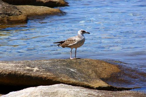 Хождение за пять морей