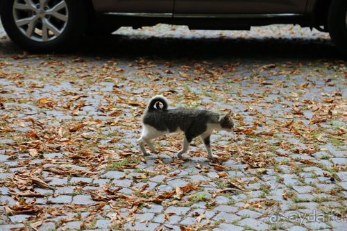 Драконы, замки и пещеры Западной Украины и Восточной Европы